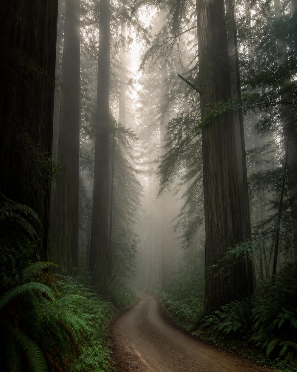 A dirt road disappearing into morning fog beneath towering redwoods